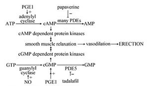 How-does-Erectafil-work