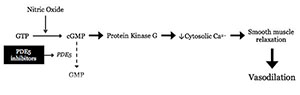 PDE5-inhibitors-udenafil
