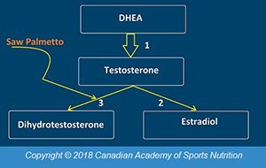 Saw Palmetto And Testosterone Levels