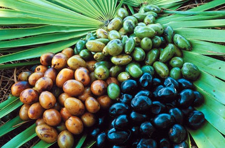 Saw-Palmetto