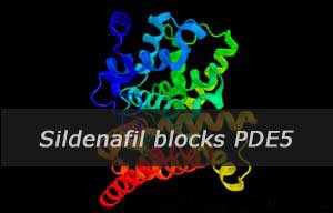 Sildenafil vs phosphodiesterase type 5