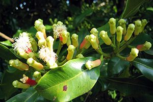 Syzygium-aromaticum