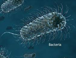 anaerobic-bacteria