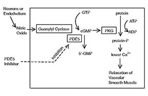 efficacy-of-PDE5