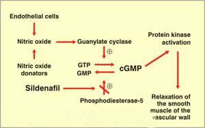 inhibitor-of-PDE5-eriacta