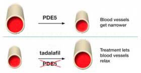 phosphodiesterase-5