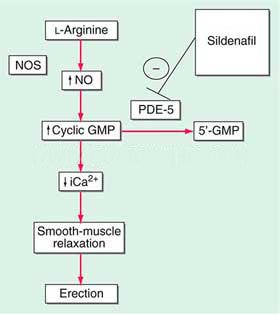 phosphodiesterase-type-5