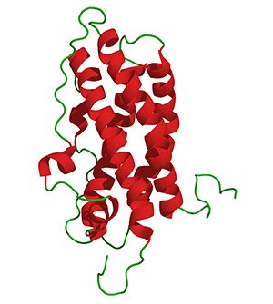 prolactin